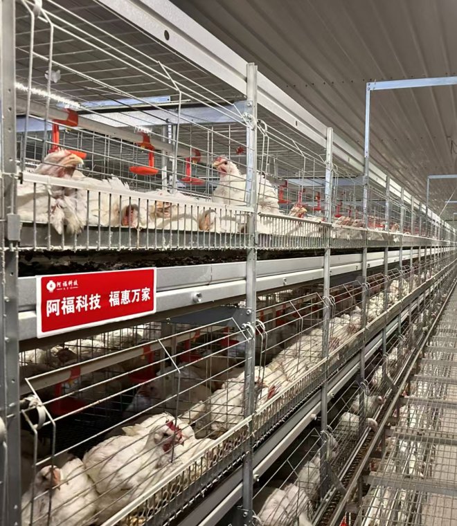 阿福肉鸡笼架系统