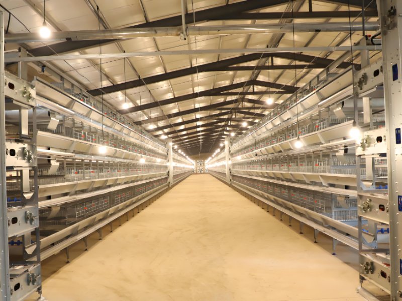 养鸡行业“科技风”劲吹 智能化养殖引领新发展