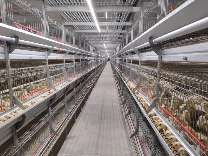 笼养肉鸡五大核心管理