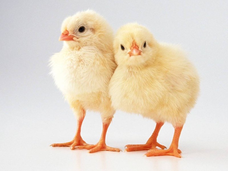 2025年4月3日畜禽行情信息汇总