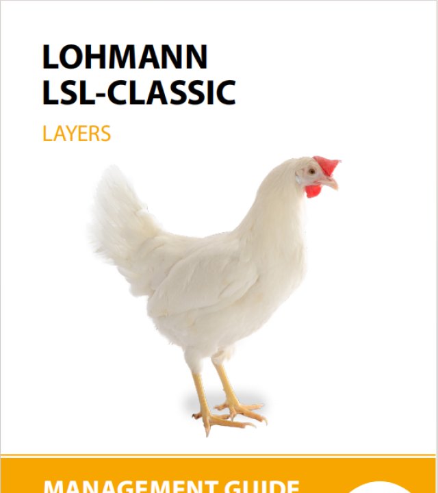 罗曼白养殖手册