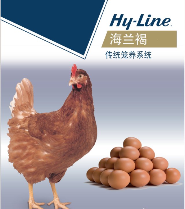 海兰褐传统笼养系统