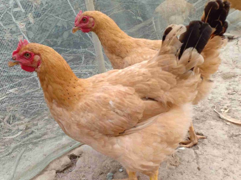 2025年6月27日畜禽行情信息汇总