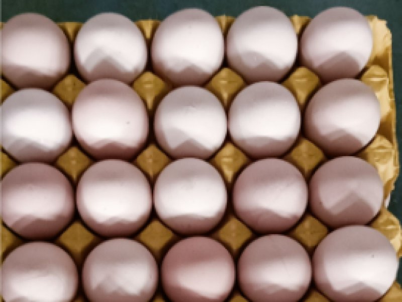 2025年7月25日畜禽行情信息汇总