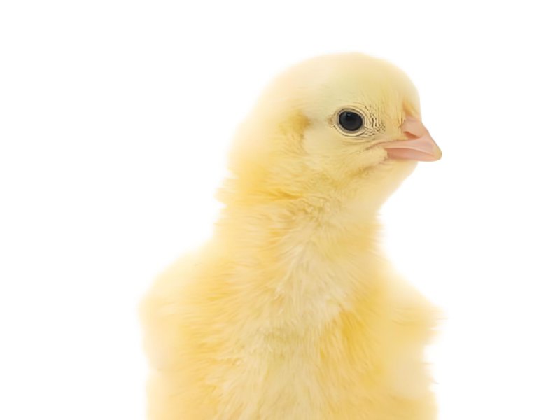 2025年8月22日畜禽行情信息汇总