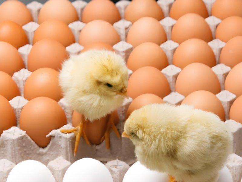 2025年9月5日畜禽行情信息汇总