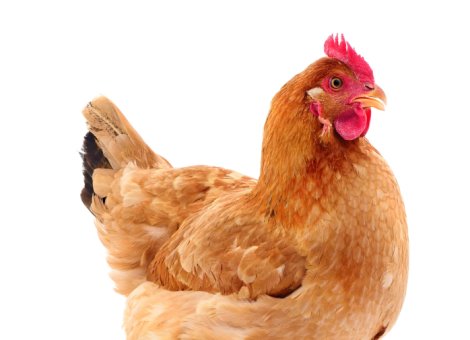 2025年10月11日畜禽行情信息汇