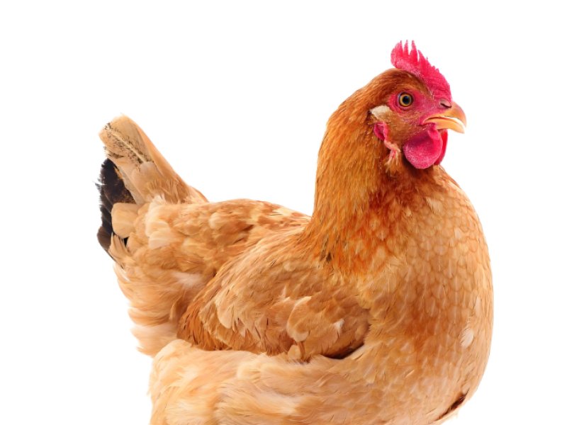 2025年10月11日畜禽行情信息汇