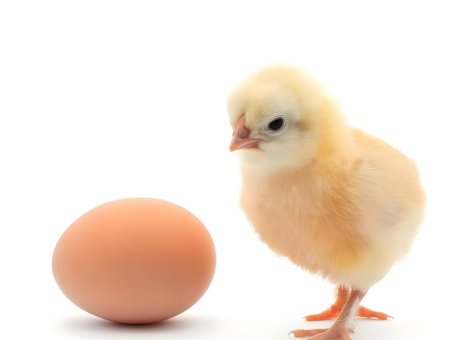 2025年10月24日畜禽行情信息汇