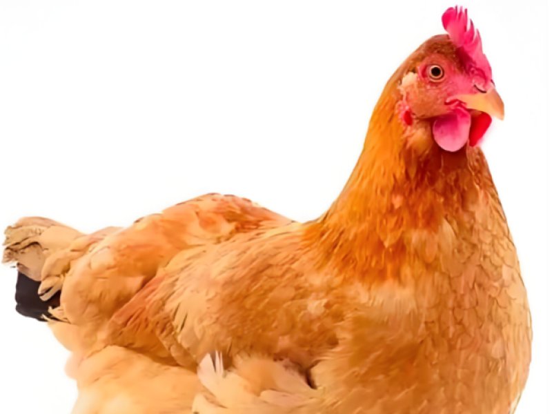 2026年3月13日畜禽行情信息汇总